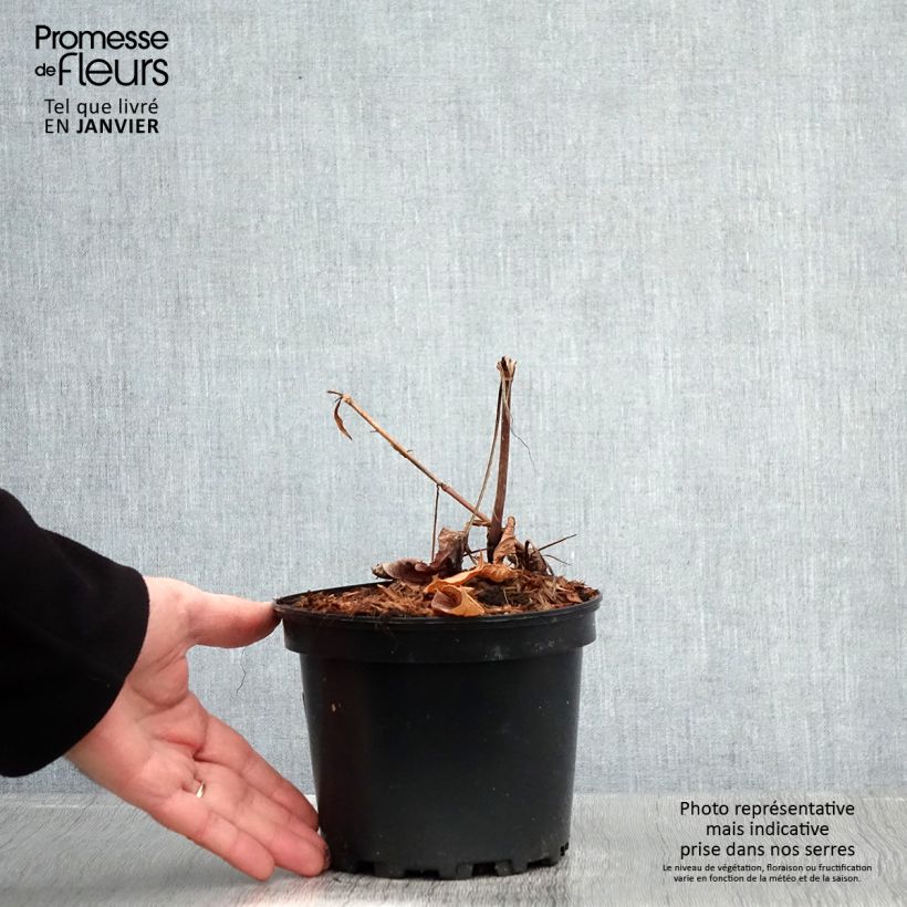 Exemplar von Kerzenknöterich Rosea - Bistorta amplexicaulis Topf mit 2L/3L wie im Winter geliefert