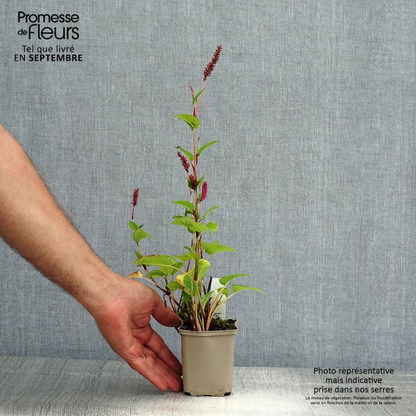 Example of Kerzen-Knöterich - Persicaria amplexicaulis var. pendula Kleine Töpfe von 8/9 cm as you get in ete
