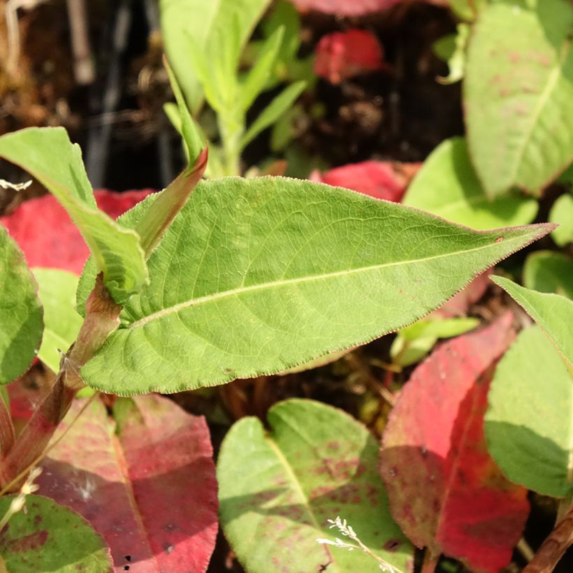 Kerzenknöterich Vesuvius - Bistorta amplexicaulis (Foliage)