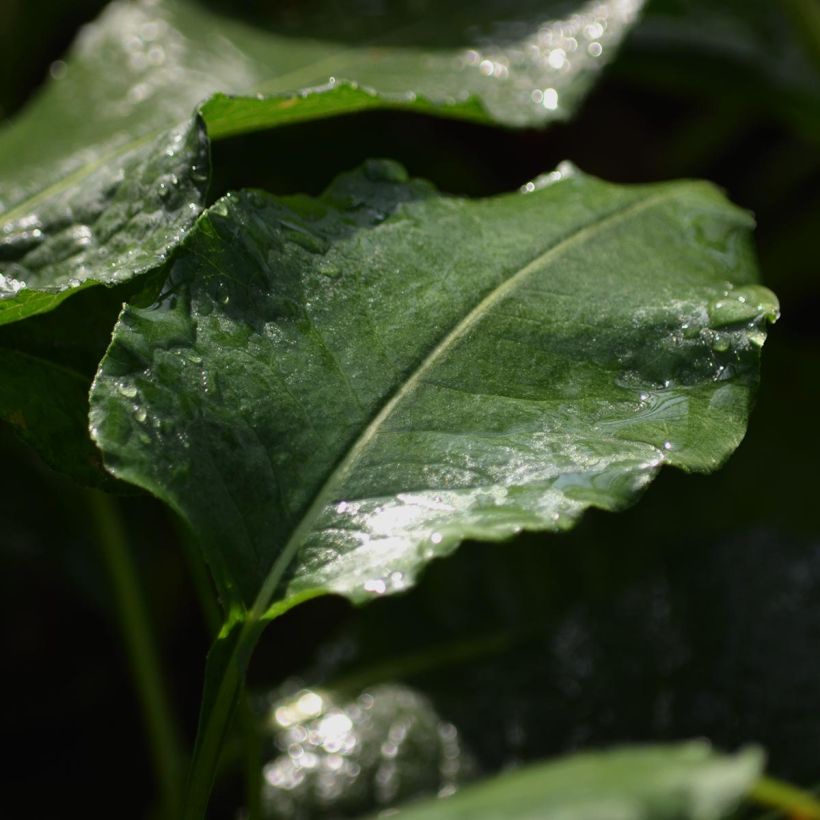 Schlangenwurz Superba - Persicaria officinalis (Foliage)
