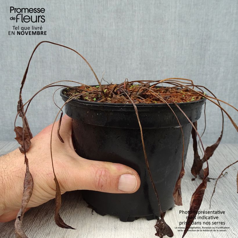 Example of Schlangenwurz Superba - Persicaria officinalis Topf mit 2L/3L as you get in automne