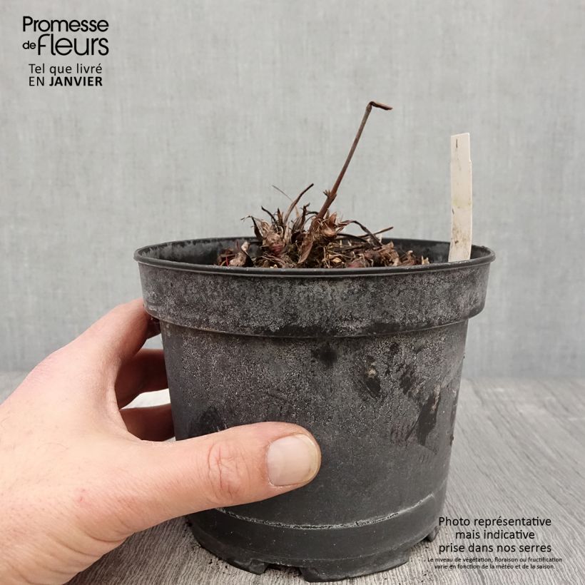 Exemplar von Schlangenwurz Superba - Persicaria officinalis Topf mit 2L/3L wie im Winter geliefert