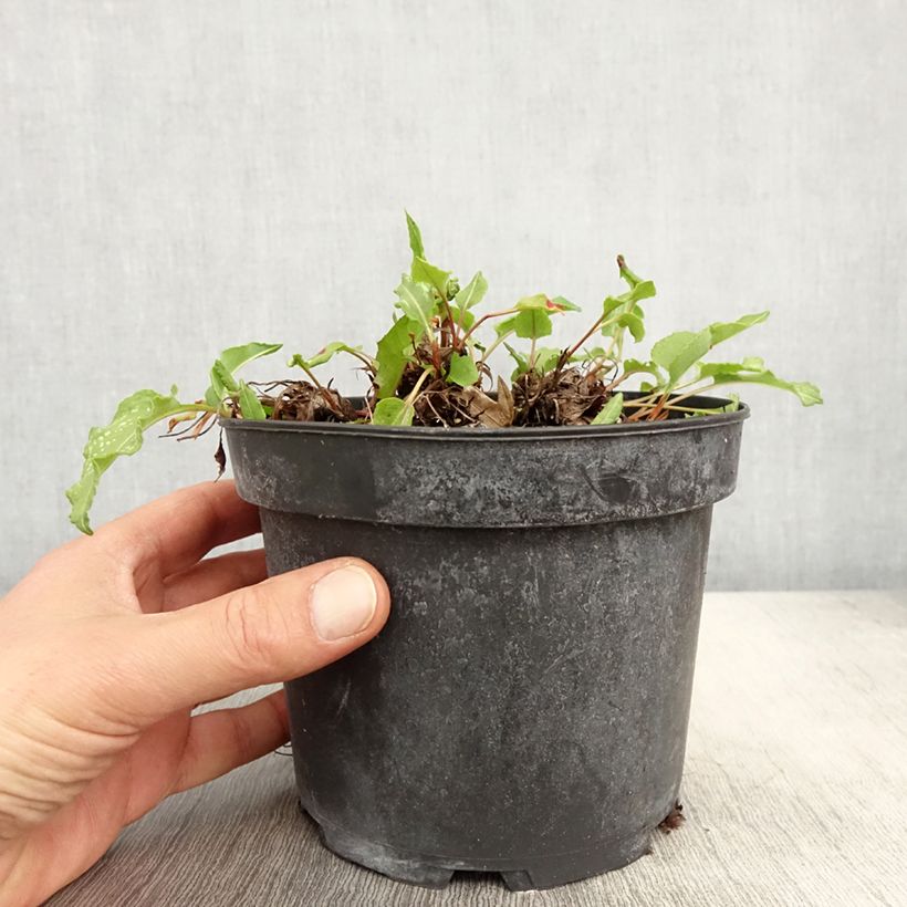 Exemplar von Schlangenwurz Superba - Persicaria officinalis Topf mit 2L/3L wie im Frühjahr geliefert