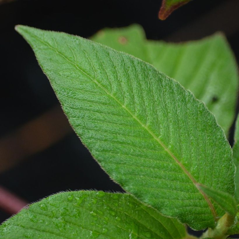 Himalaja-Glocken-Knöterich - Persicaria campanulata (Foliage)
