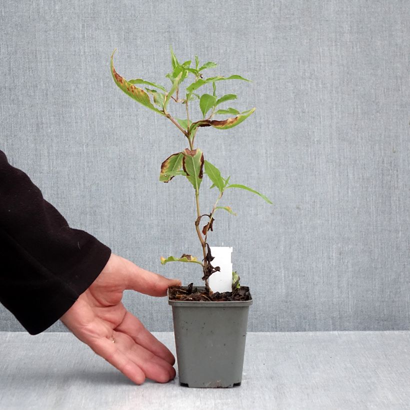 Exemplar von Dshawachischwili-Knöterich - Persicaria dshawachischwilii Kleine Töpfe von 8/9 cm wie im Herbst geliefert