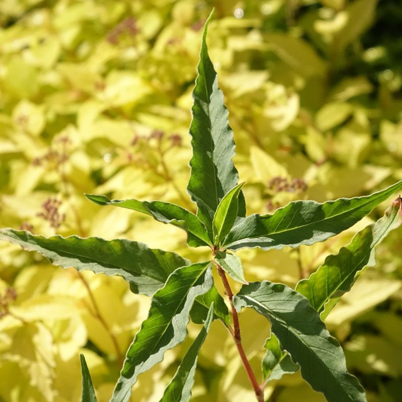 Dshawachischwili-Knöterich - Persicaria dshawachischwilii (Foliage)
