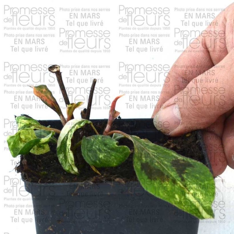Example of Knöterich var. filiformis Compton's Red - Persicaria virginiana Kleine Töpfe von 8/9 cm as you get