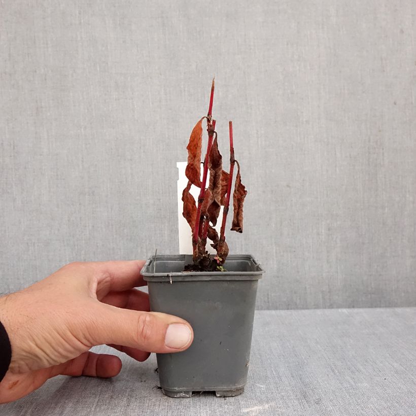 Exemplar von Knöterich var. filiformis - Persicaria virginiana Kleine Töpfe von 8/9 cm wie im Herbst geliefert