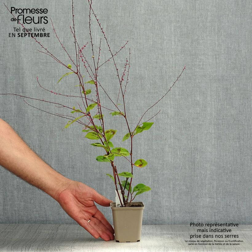 Example of Knöterich var. filiformis - Persicaria virginiana Kleine Töpfe von 8/9 cm as you get in ete