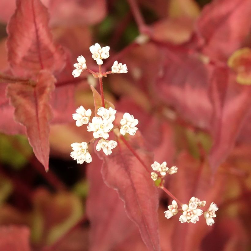 Kleinköpfiger Knöterich Red Dragon - Persicaria microcephala (Foliage)