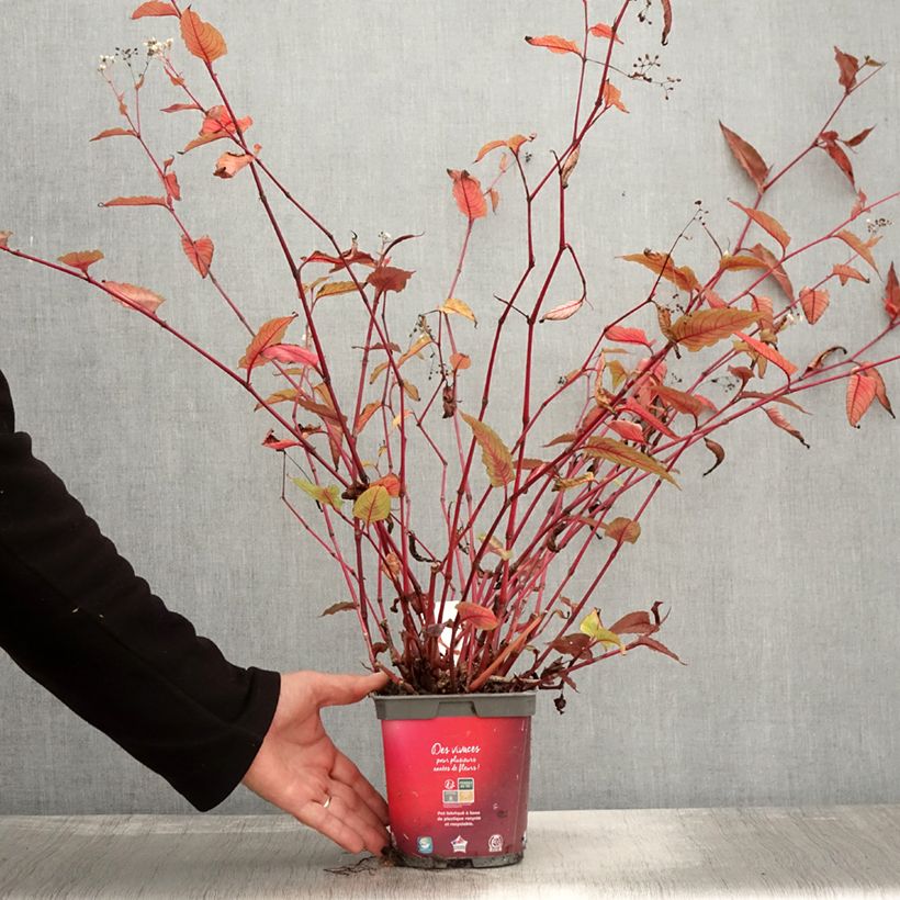 Example of Kleinköpfiger Knöterich Red Dragon - Persicaria microcephala Topf mit 1,5L/2L as you get in automne