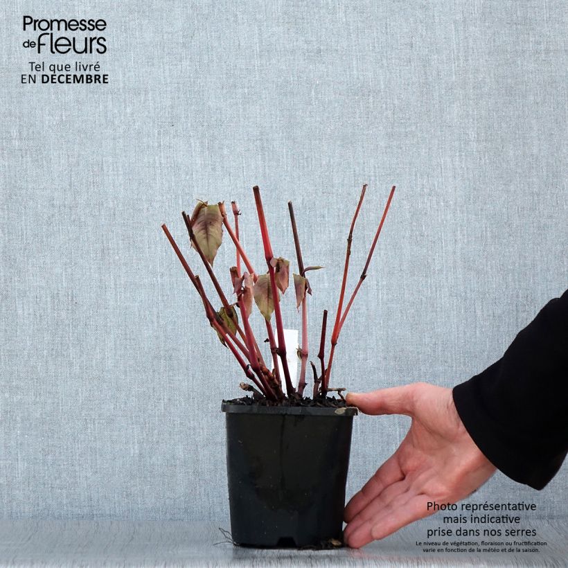 Exemplar von Kleinköpfiger Knöterich Red Dragon - Persicaria microcephala Topf mit 1,5L/2L wie im Winter geliefert