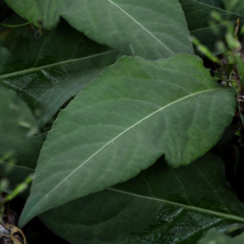 Schlangen-Knöterich - Persicaria tenuicaulis (Foliage)