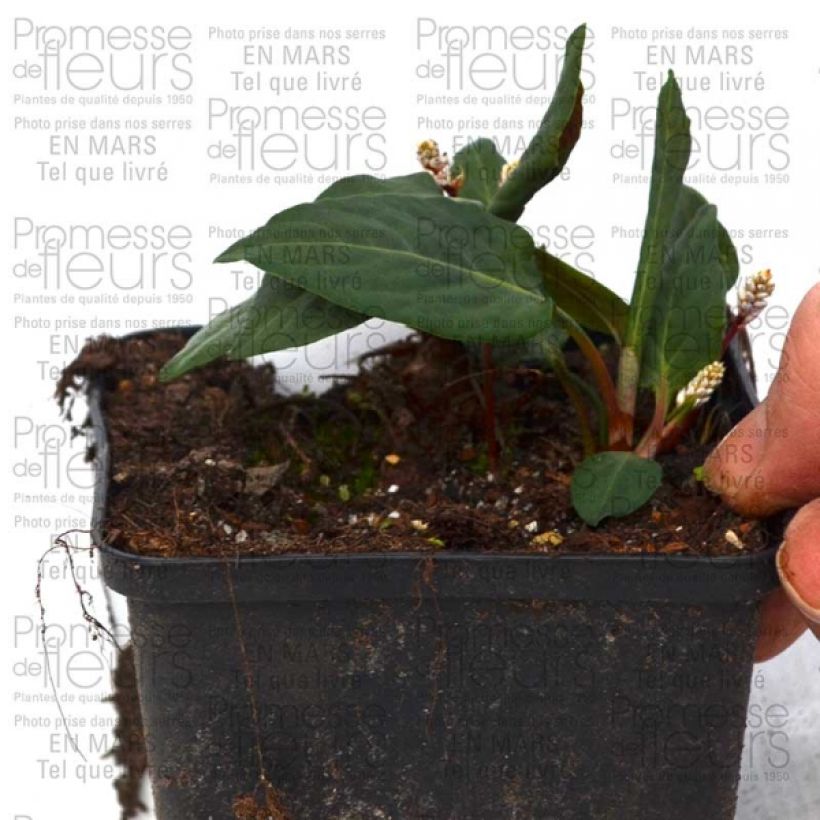 Example of Schlangen-Knöterich - Persicaria tenuicaulis Kleine Töpfe von 8/9 cm as you get