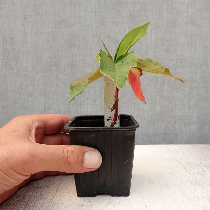 Exemplar von Weyrichs Knöterich - Persicaria weyrichii Kleine Töpfe von 8/9 cm wie im Sommer geliefert