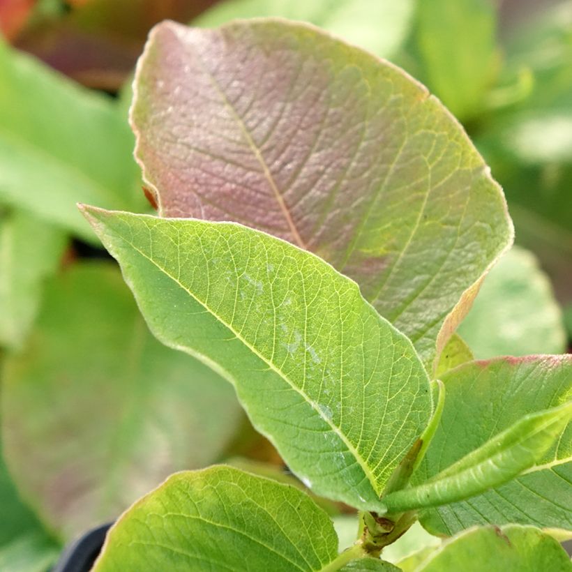 Weyrichs Knöterich - Persicaria weyrichii (Foliage)