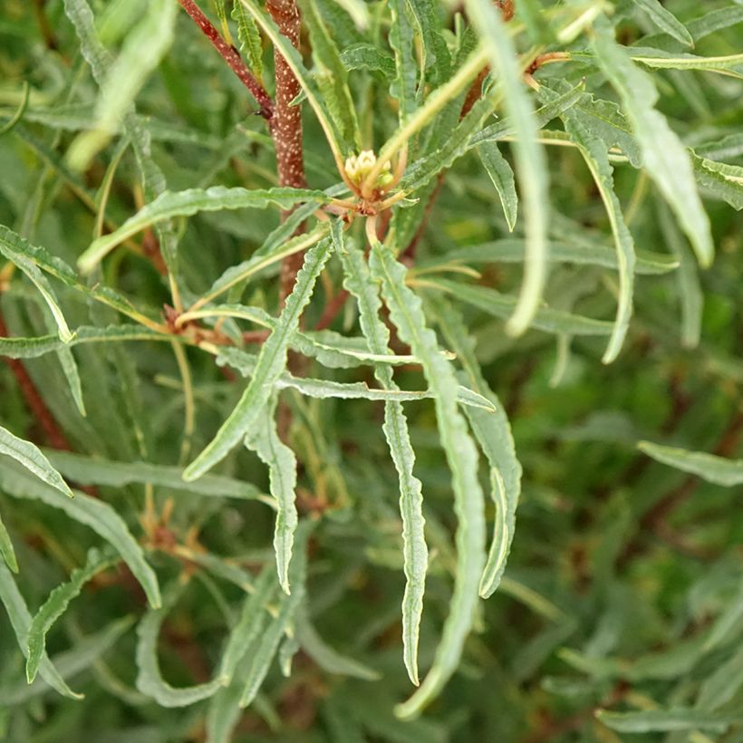 Rhamnus frangula Asplenifolia - Faulbaum (Foliage)
