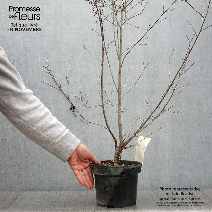 Example of Rhamnus frangula Asplenifolia - Faulbaum Topf mit 2L/3L as you get in automne