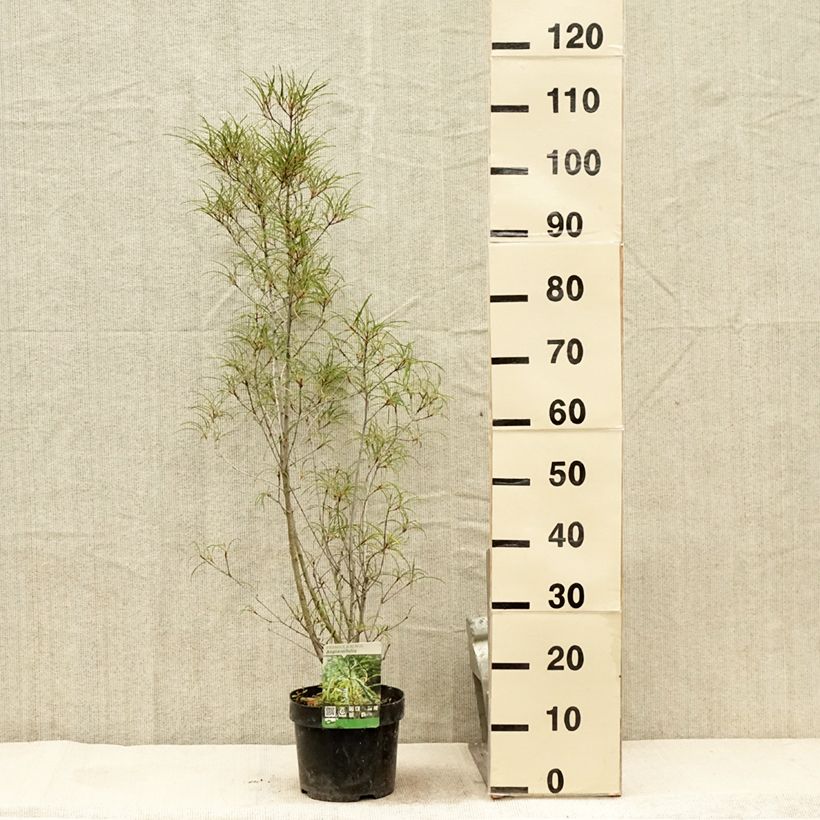 Exemplar von Rhamnus frangula Asplenifolia - Faulbaum Topf mit 2L/3L wie im Sommer geliefert