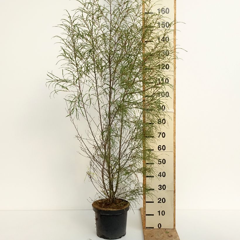 Example of Rhamnus frangula Asplenifolia - Faulbaum Topf mit 7,5L/10L as you get in ete