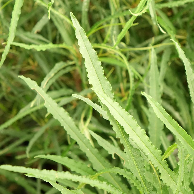 Rhamnus frangula Fine Line 'Ron Williams' - Faulbaum (Foliage)