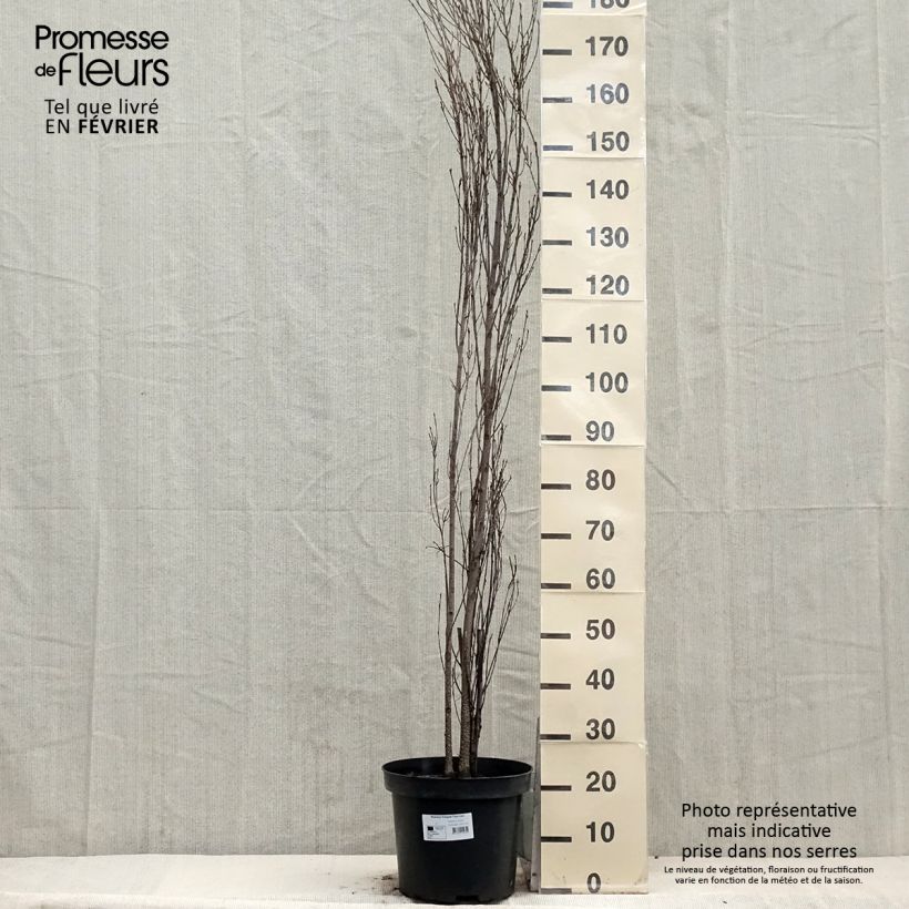 Example of Rhamnus frangula Fine Line 'Ron Williams' - Faulbaum Topf mit 12L/15L as you get in hiver