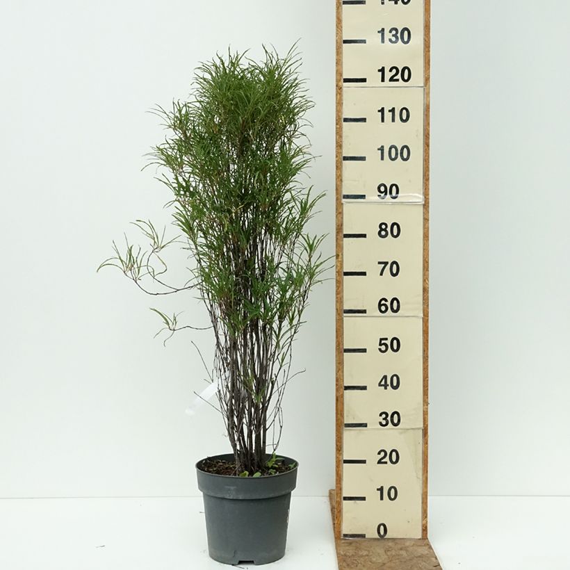 Exemplar von Rhamnus frangula Fine Line 'Ron Williams' - Faulbaum Topf mit 7,5L/10L wie im Sommer geliefert