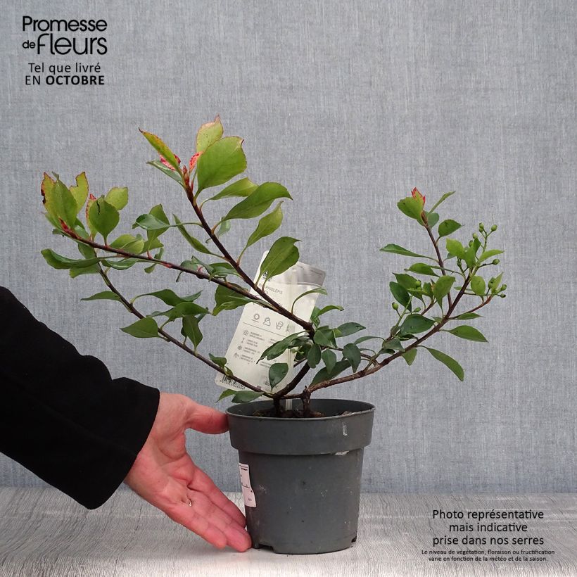 Example of Rhaphiolepis indica Pink Cloud Topf mit 1,5L/2L as you get in automne