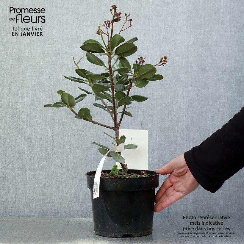 Exemplar von Rhaphiolepis umbellata Topf mit 3L/4L wie im Winter geliefert