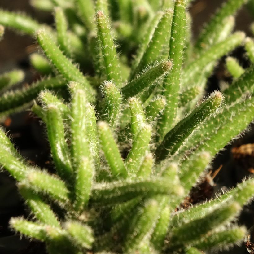 Rhipsalis horrida - Korallenkaktus (Laub)