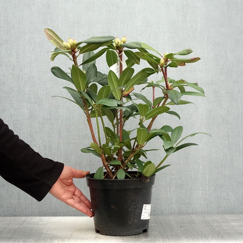 Exemplar von Rhododendron Alfred Topf mit 4L/5L wie im Frühjahr geliefert