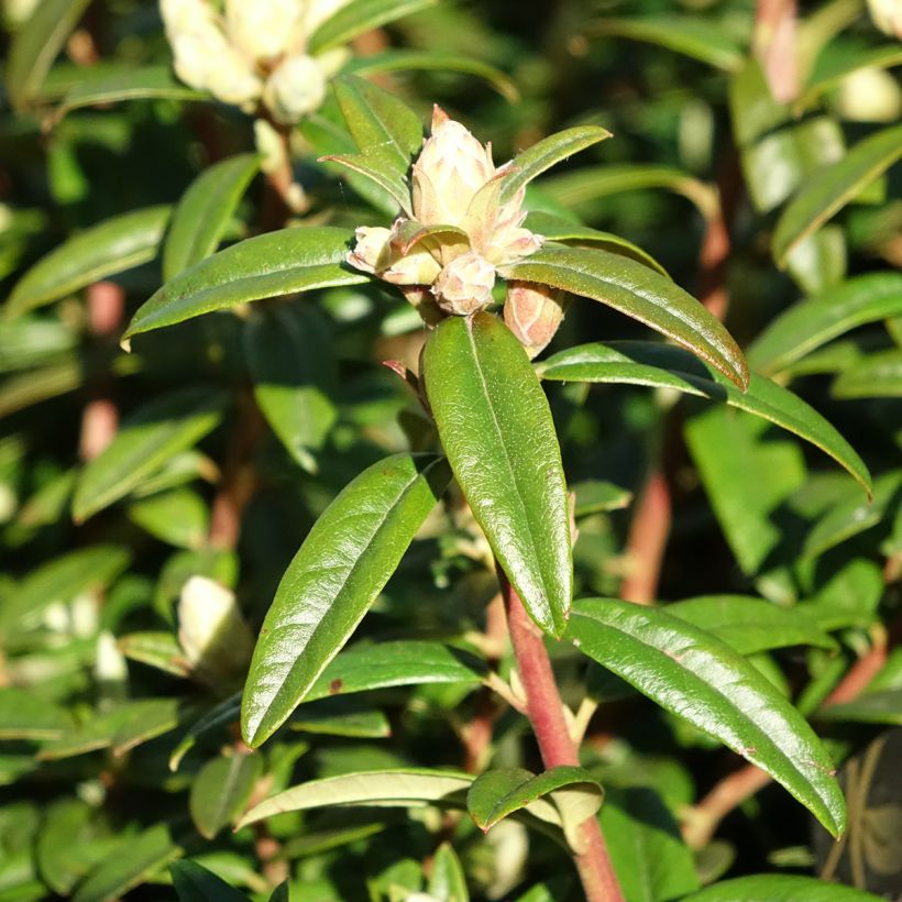 Rhododendron Artic Tern (Laub)