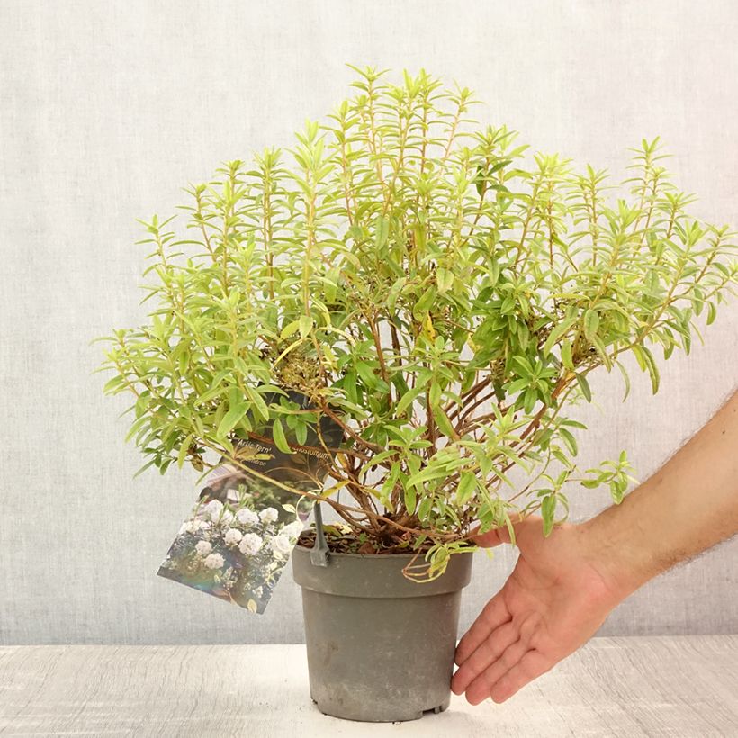Example of Rhododendron Artic Tern Topf mit 2L/3L as you get in ete