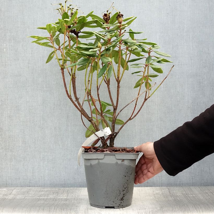 Example of Rhododendron yakushimanum Bernstein Topf mit 4L/5L as you get in automne