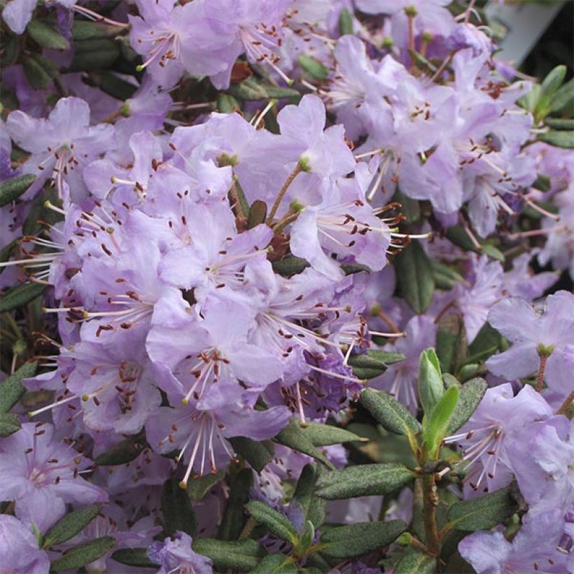 Rhododendron Blue Silver (Flowering)