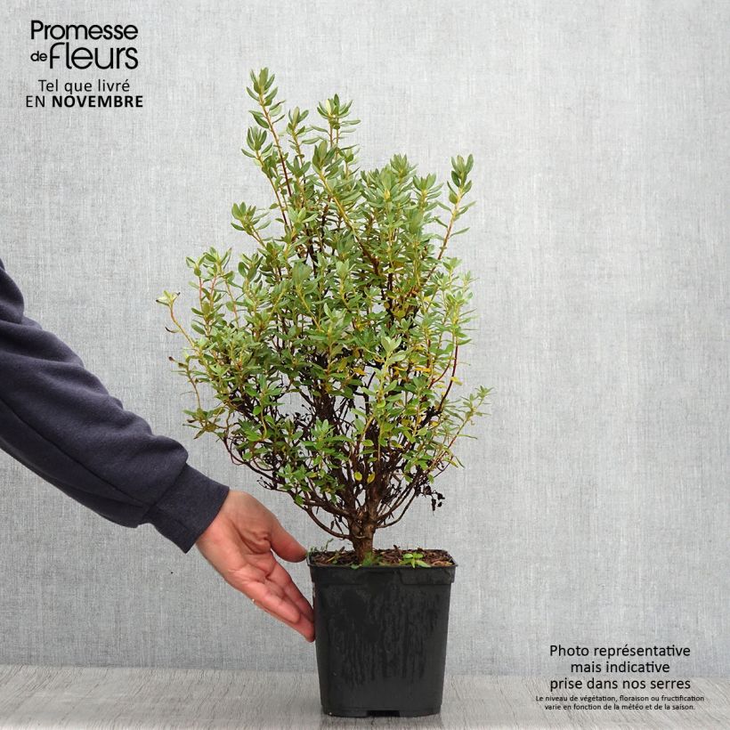 Example of Rhododendron Blue Silver Topf mit 3L/4L as you get in automne