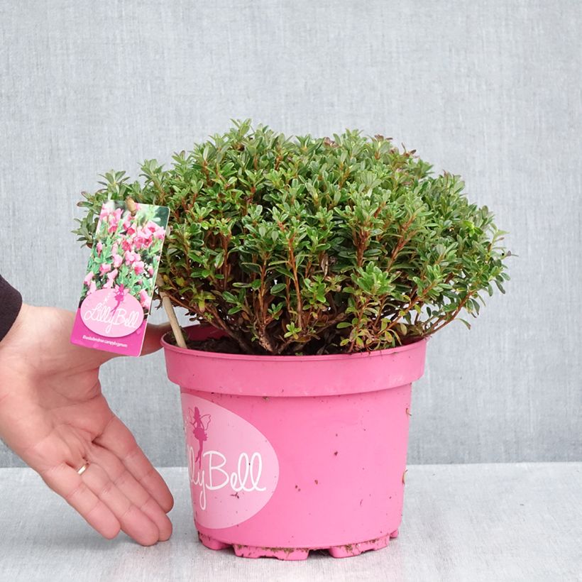 Exemplar von Rhododendron campylogynum Lilly Bell Topf mit 3L/4L wie im Herbst geliefert