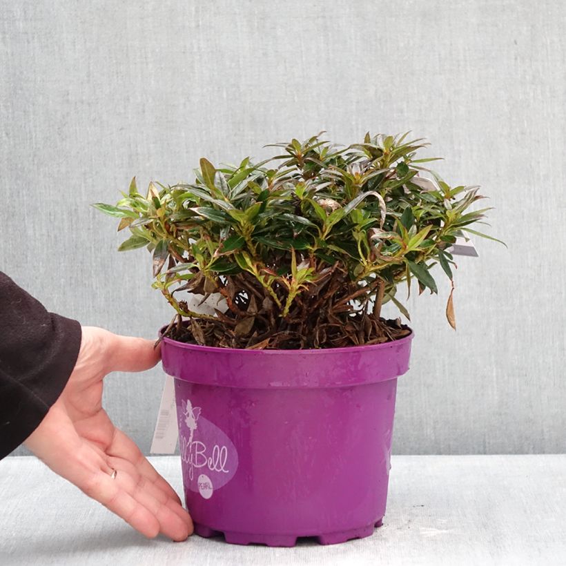 Exemplar von Rhododendron campylogynum Lilly Bell Topf mit 3L/4L wie im Winter geliefert