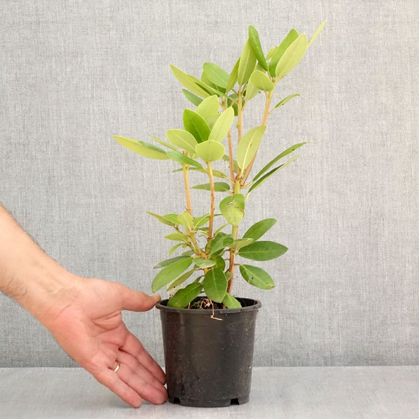 Example of Rhododendron catawbiense Boursault Topf 12 cm / 13 cm as you get in ete