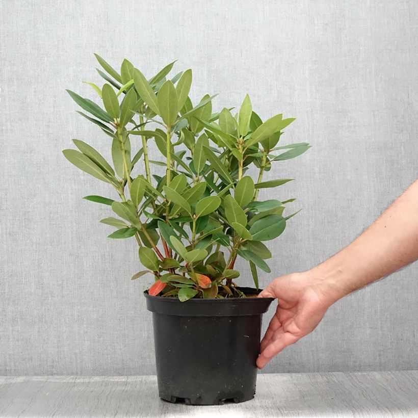 Exemplar von Rhododendron catawbiense Grandiflorum Topf mit 4L/5L wie im Sommer geliefert