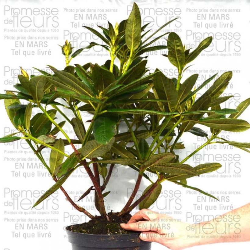 Example of Rhododendron Champagne Topf mit 4L/5L as you get