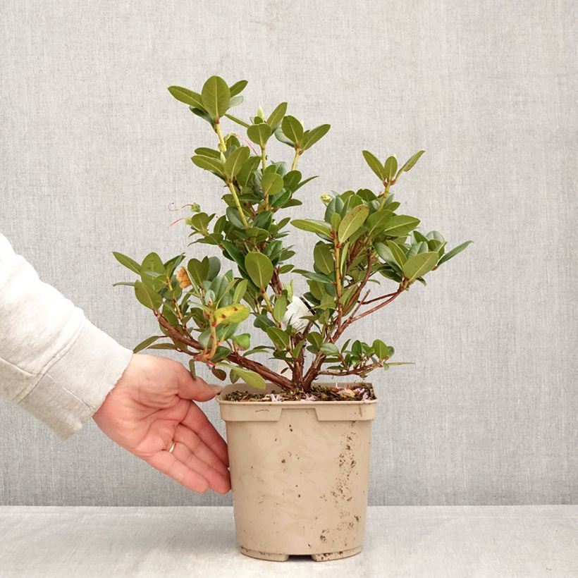 Exemplar von Rhododendron Cilpinense  Topf mit 4L/5L wie im Frühjahr geliefert