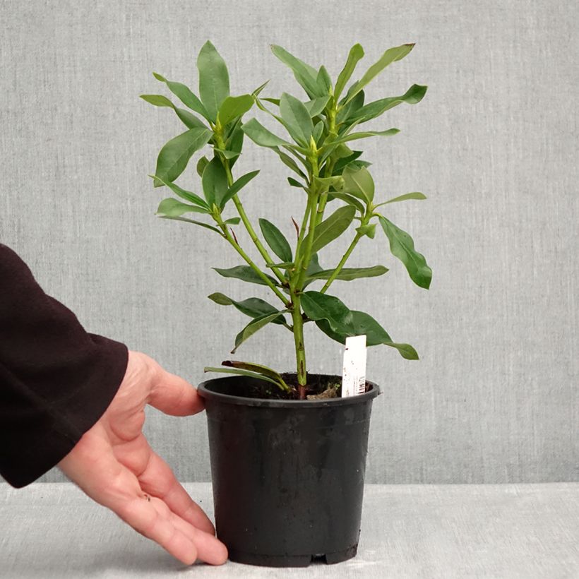 Exemplar von Rhododendron Cunningham's White Topf 12 cm / 13 cm wie im Herbst geliefert