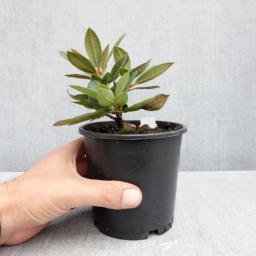 Exemplar von Rhododendron yakushimanum Dream Land Topf 12 cm / 13 cm wie im Herbst geliefert
