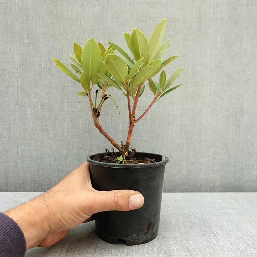 Exemplar von Rhododendron yakushimanum Dream Land Topf 12 cm / 13 cm wie im Sommer geliefert