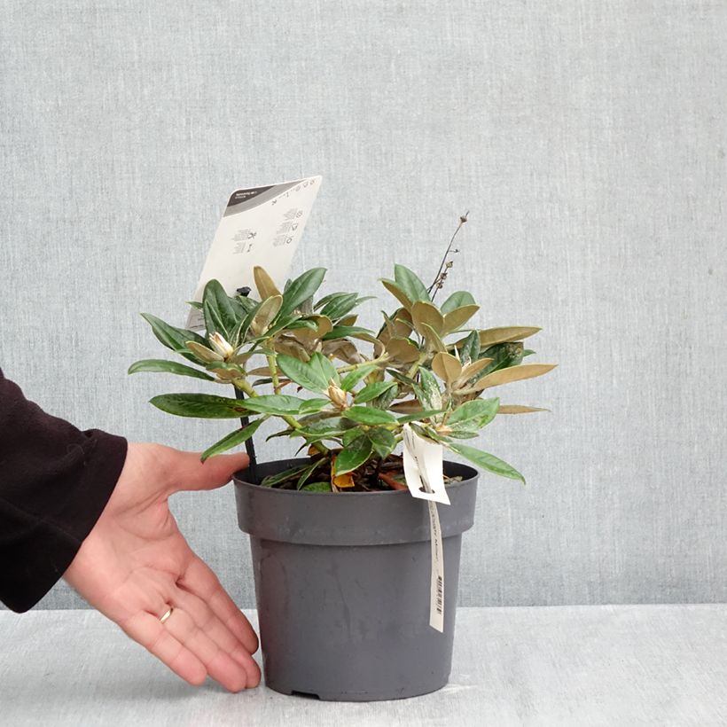 Exemplar von Rhododendron yakushimanum Dusty Miller Topf mit 2L/3L wie im Herbst geliefert