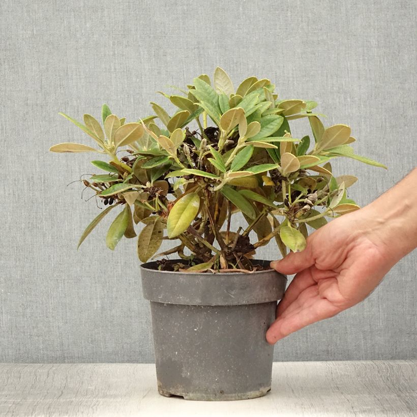 Example of Rhododendron yakushimanum Dusty Miller Topf mit 2L/3L as you get in ete