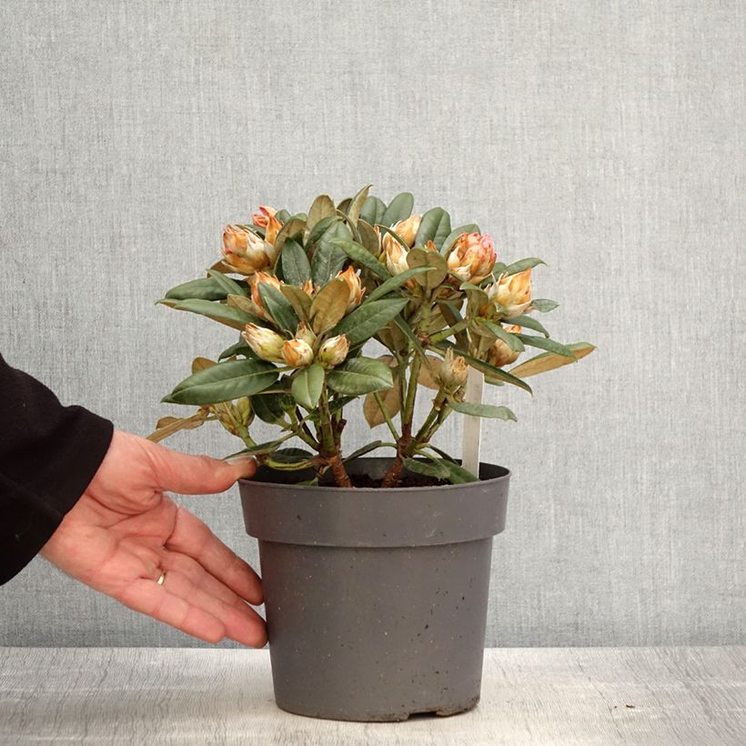 Exemplar von Rhododendron yakushimanum Dusty Miller Topf mit 2L/3L wie im Frühjahr geliefert