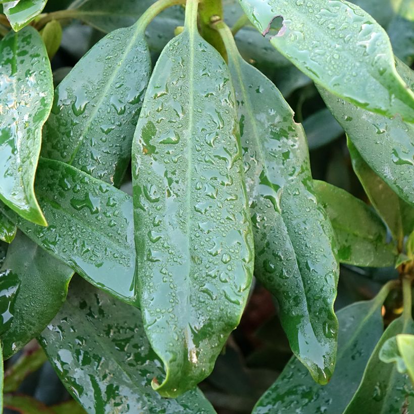 Rhododendron Easydendron INKARHO Madame Masson (Foliage)