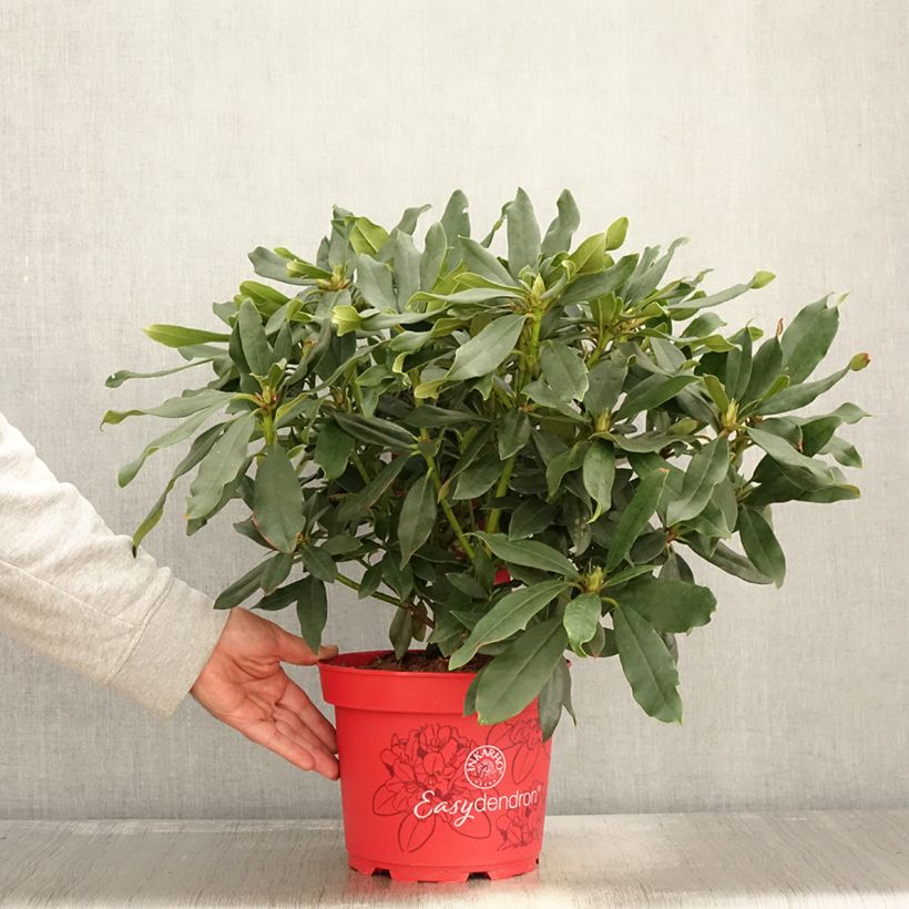 Example of Rhododendron Easydendron INKARHO Madame Masson Topf mit 4L/5L as you get in automne